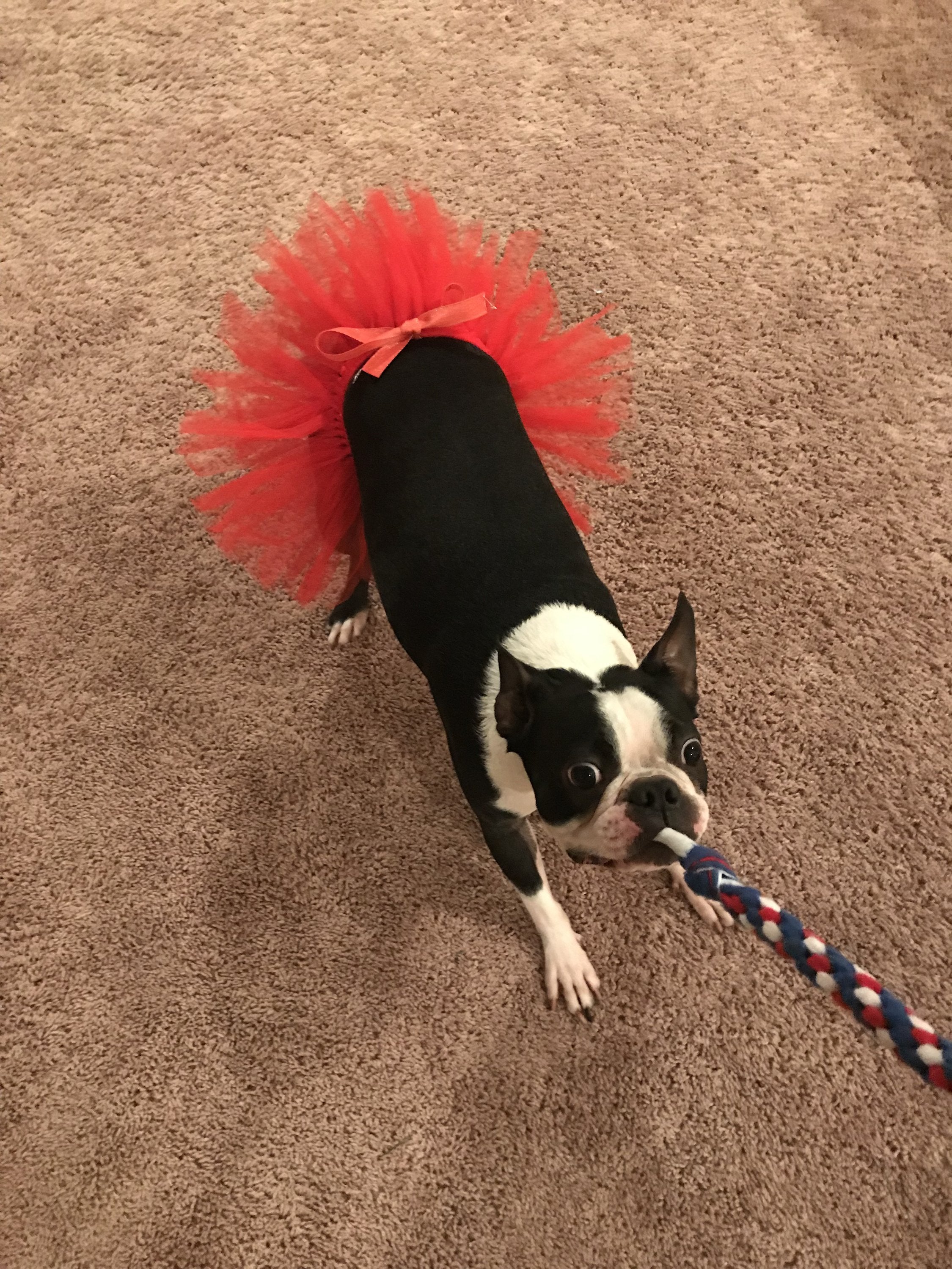 Tutu skirts shop for dogs